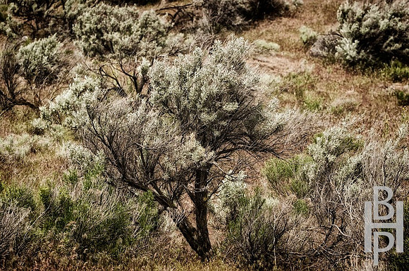BHP_CRW_2729